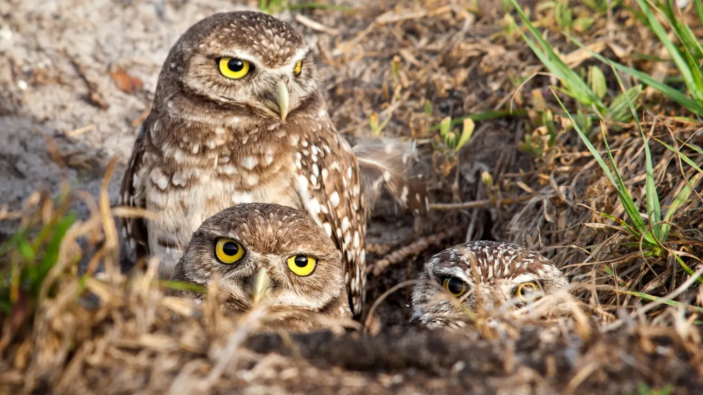 Fauna de la reserva